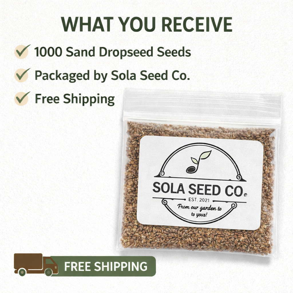 1000 Sand Dropseed Seeds (Sporobolus cryptandrus) Native Prairie Grass USA