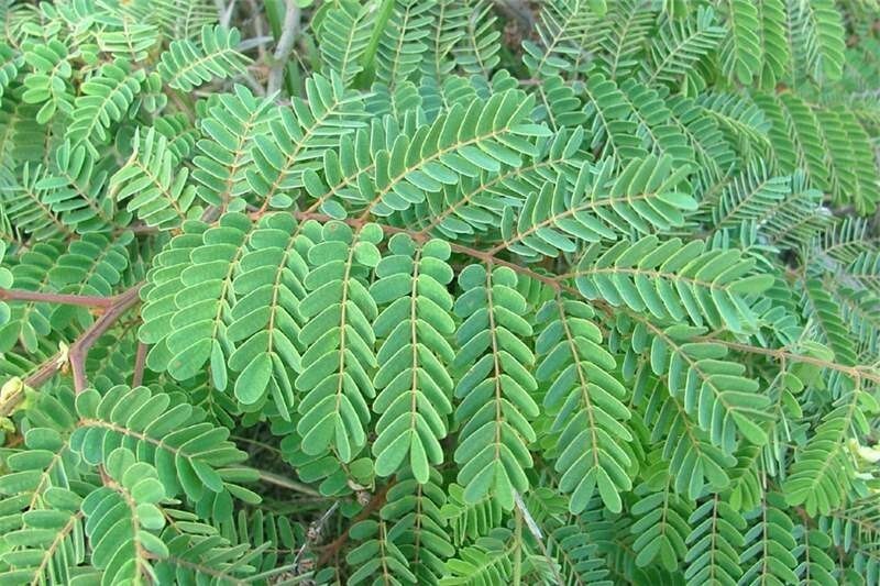 Caesalpinia Decapetala 10 Seeds, Biancaea Shrub Mysore Thorn Cat’s Claw