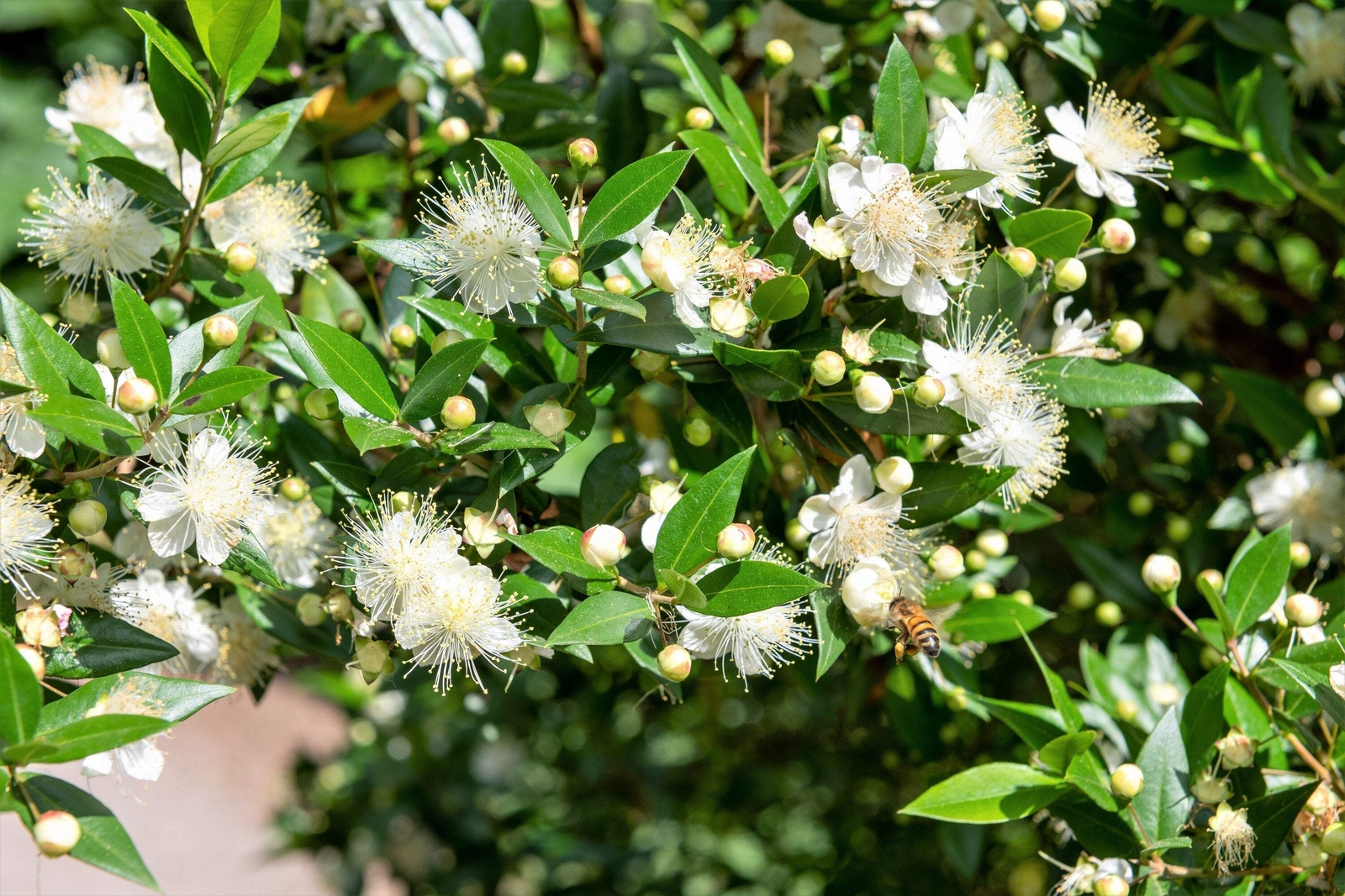 20 TRUE MYRTLE Myrtus Communis White Flower Edible Blue Berry Fruit Shrub Seeds