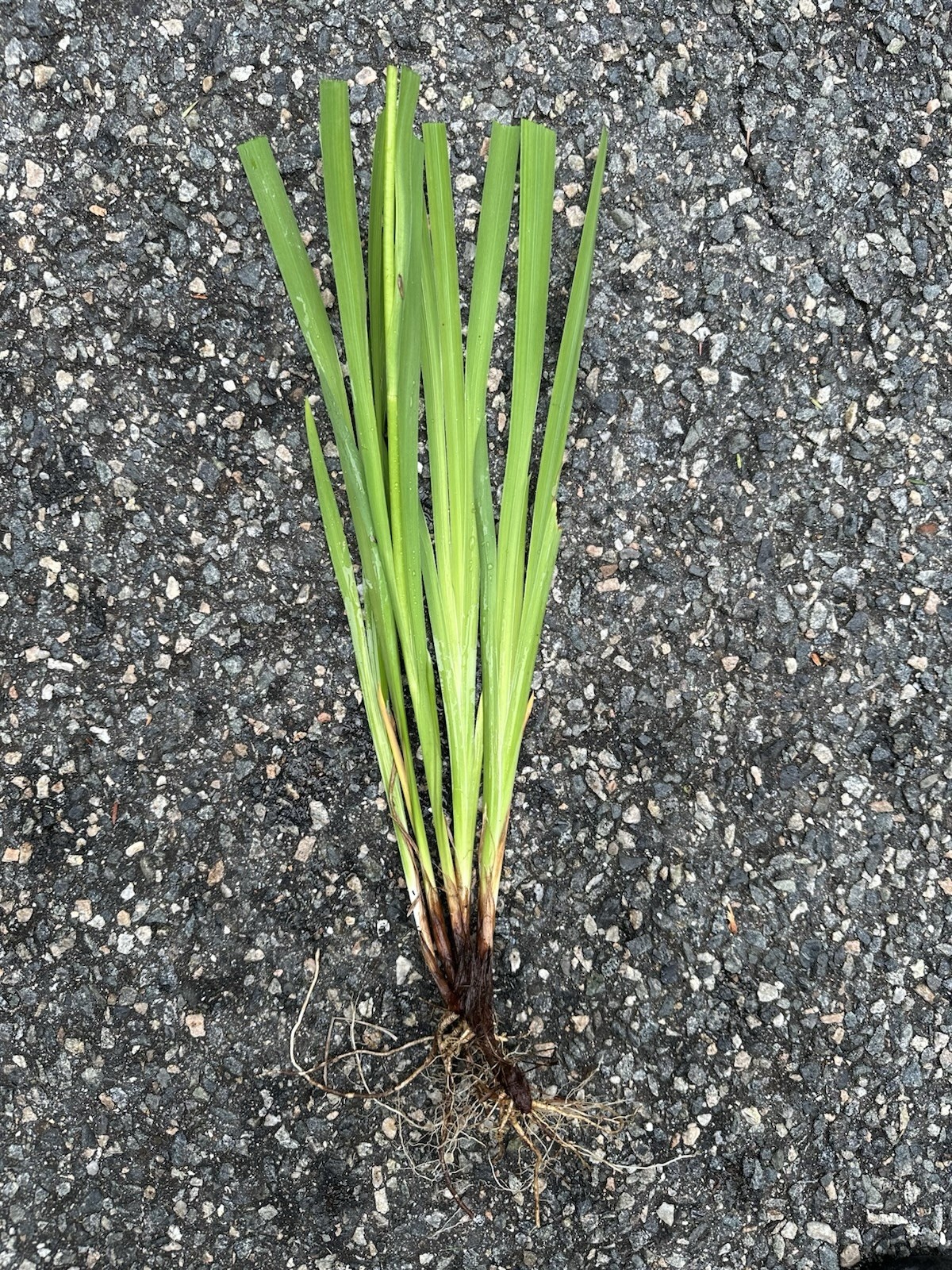 5 Siberian Iris Rhizomes White Siberian Iris Plants Bulbs Rhizomes With Foliage