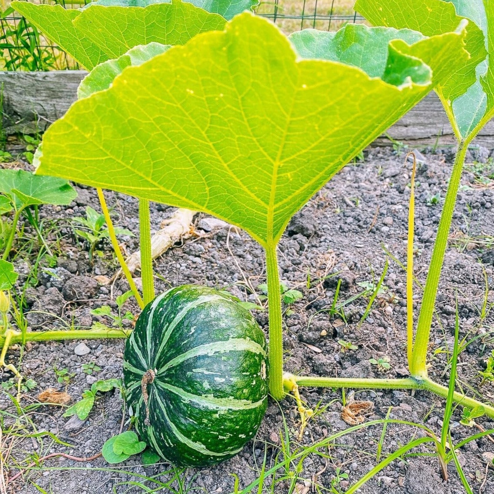 Kabocha Squash Seeds – 15 Seeds – Non-GMO Heirloom Japanese Pumpkin