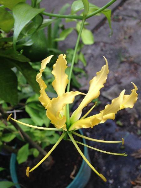 Gloriosa superba lutea | Flame or Climbing Lily | 25 Seeds