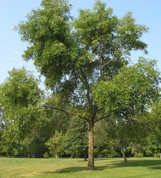 Green Ash Tree Plant Seeds (Fraxinus Pennsylvanica) 20-500