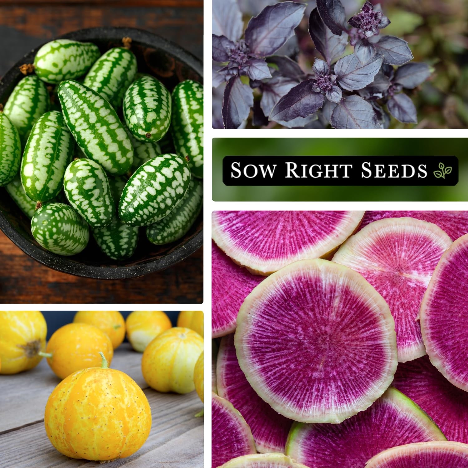 Exotic Vegetable Seed Collection 10 Pack NonGMO Heirloom Planting Garden