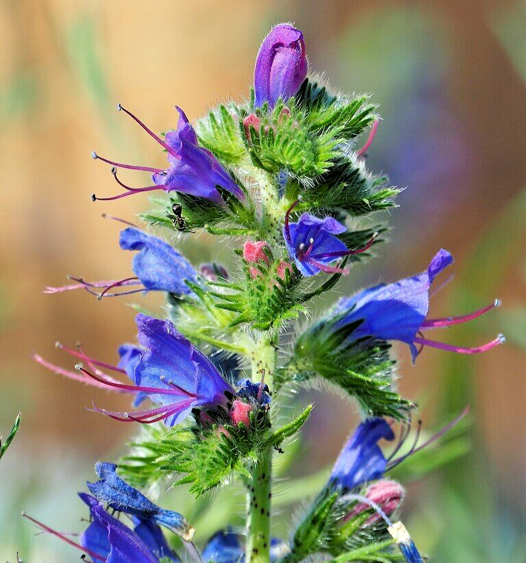 100 VIPERS BUGLOSS Seeds (Echium vulgare) Hardy Garden Perennial Flower Plant