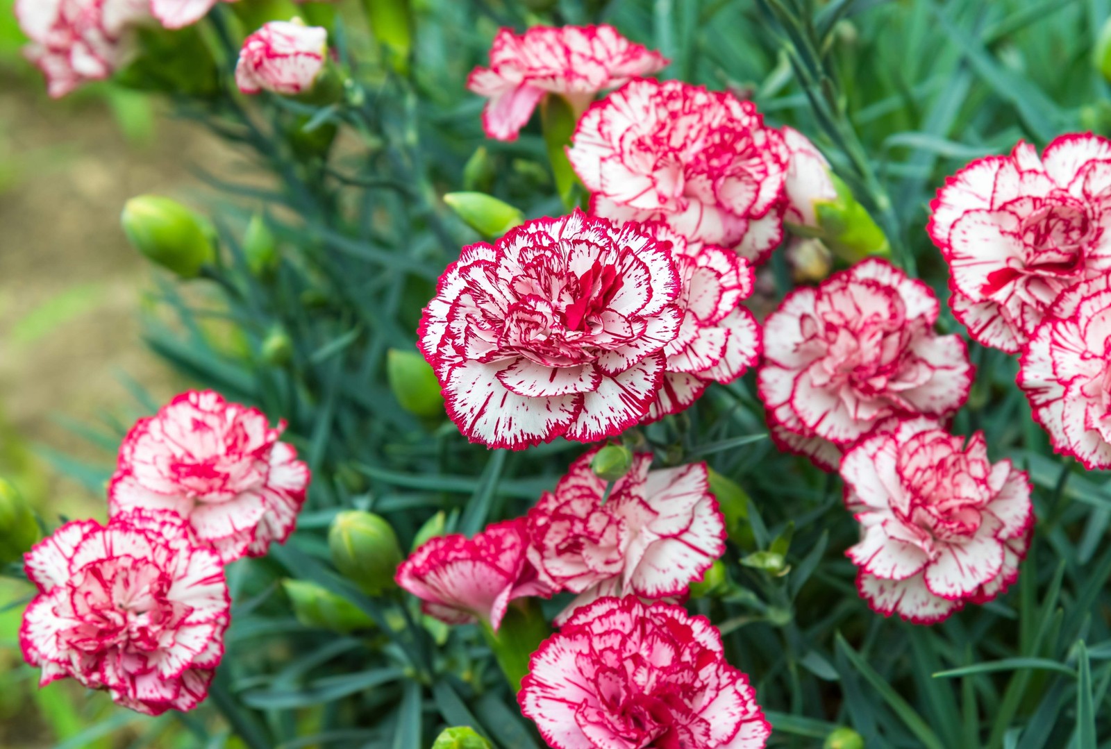 100 Mixed CARNATION / DOUBLE DIANTHUS Chinensis Flower Seeds *Comb S/H