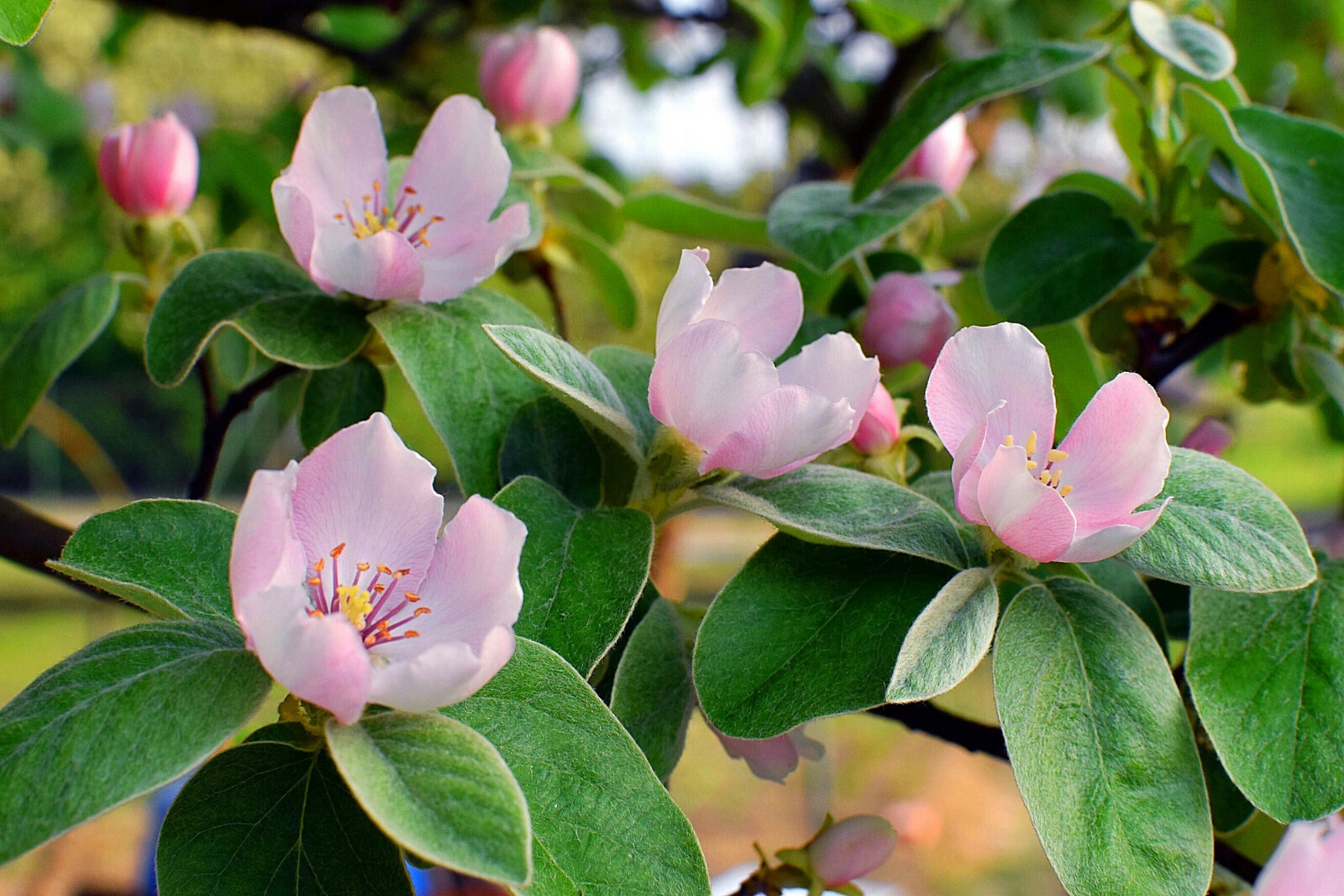 20 Common Quince (Cydonia oblonga) Fruit Tree Seeds, Sweet Edible Fruits