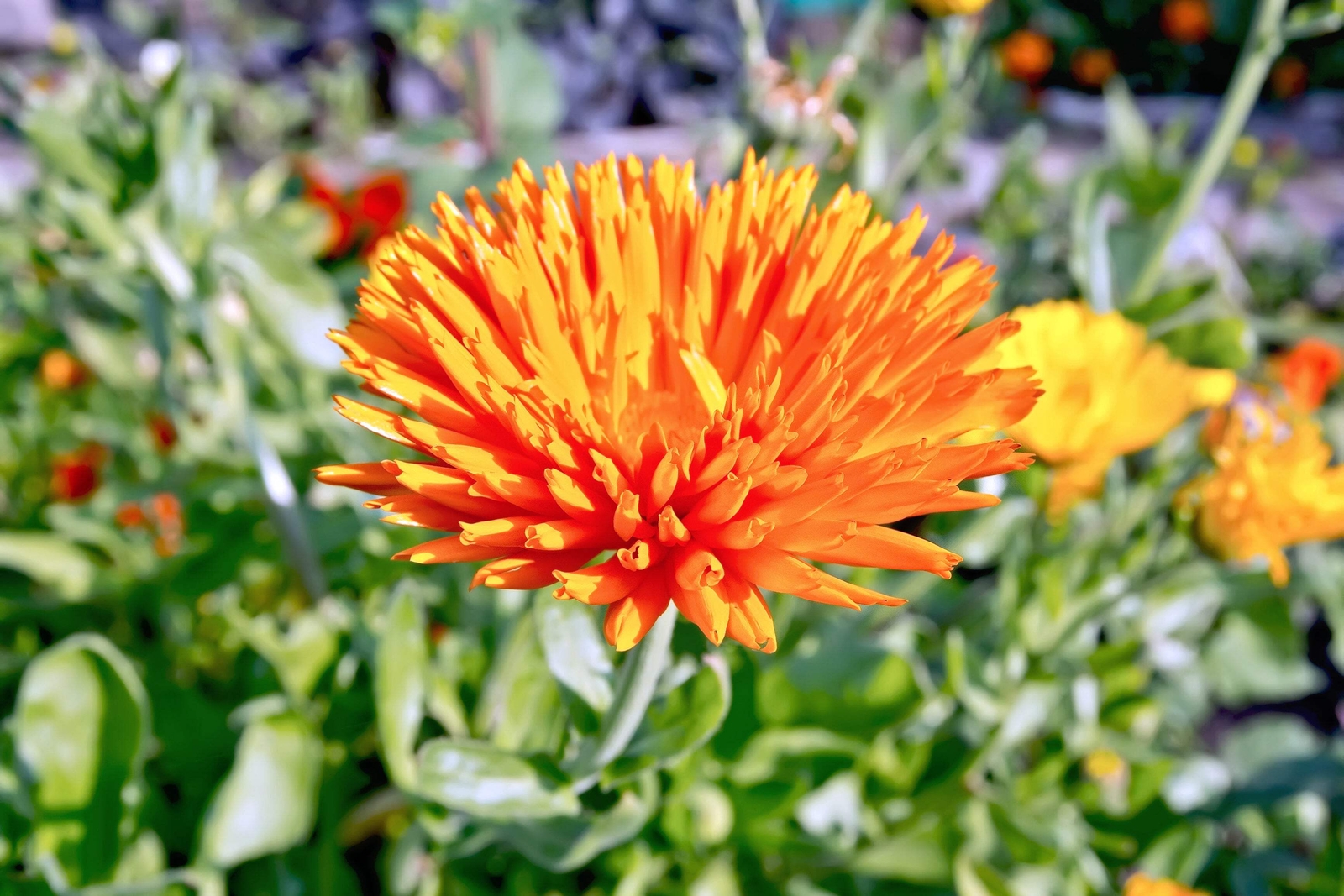 50 RADIO MARIGOLD English Calendula Officinalis Orange Yellow Flower Seeds