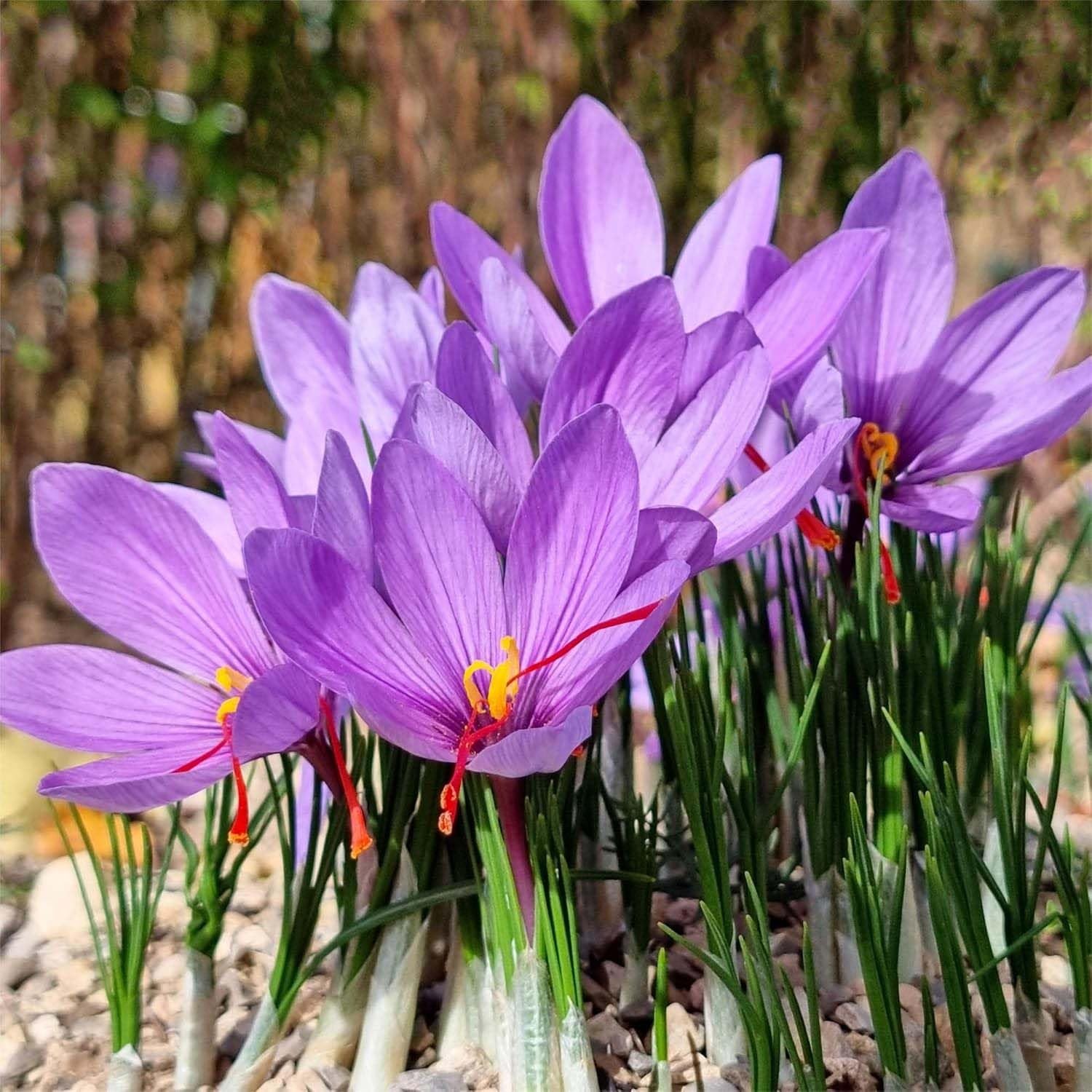Saffron Crocus Corms – 10+ cm Bulbs for Planting with Full Instructions