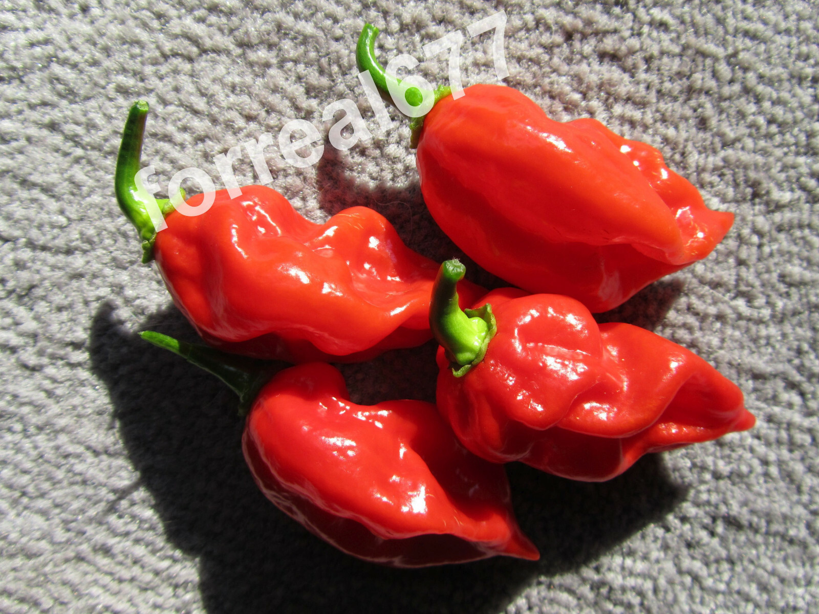 30+ RED SAVINA HABANERO CHILE PEPPER SEEDS Growing Instructions Included 2022