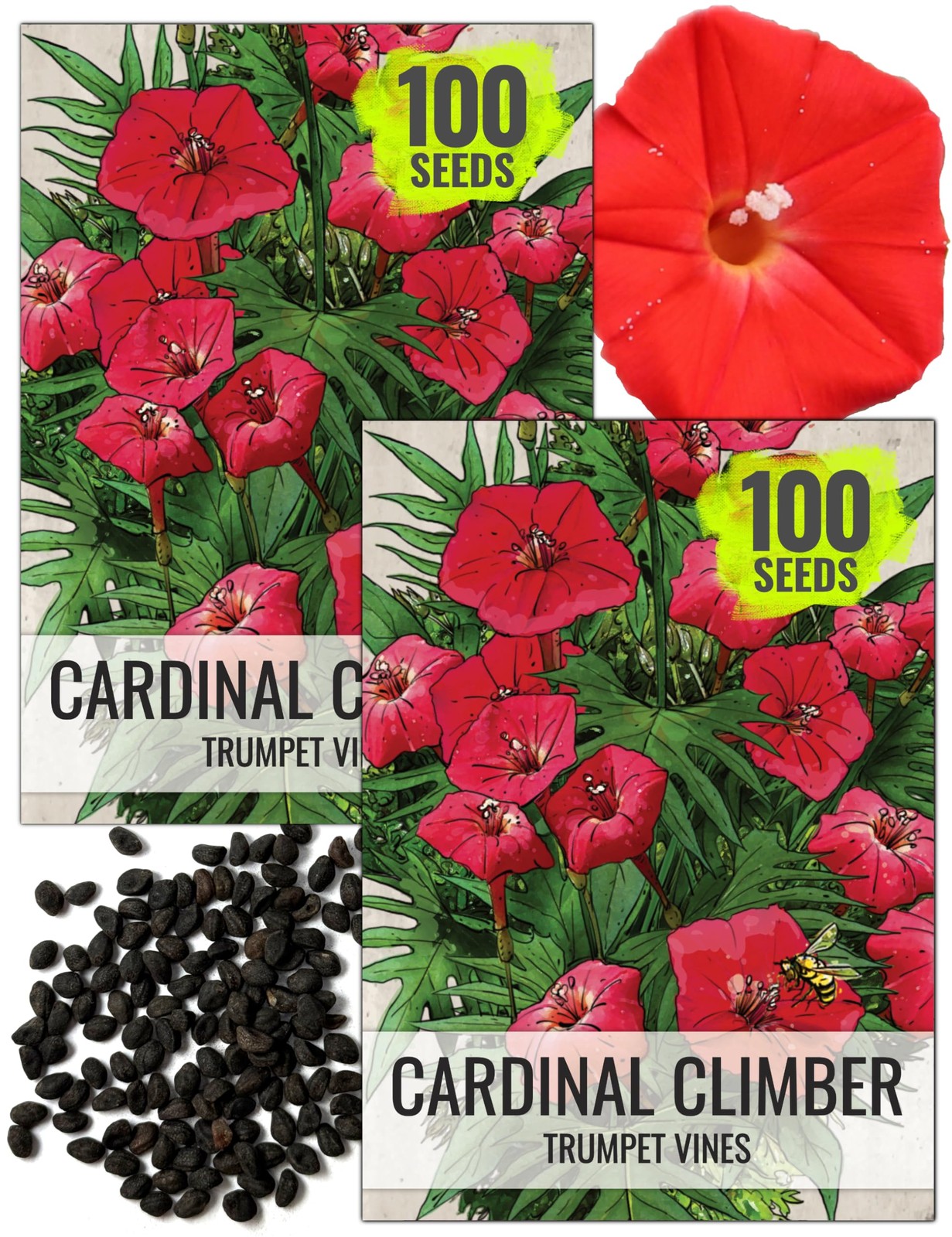 , Cardinal Climber Seeds – 100 Heirloom Seeds for Planting Ipomea Quamoclit -…