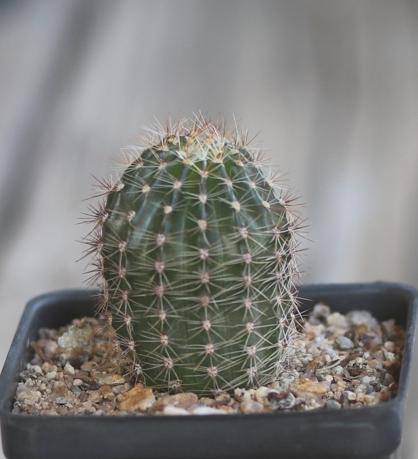 Echinopsis hybrid ‘Sierra Skyline’