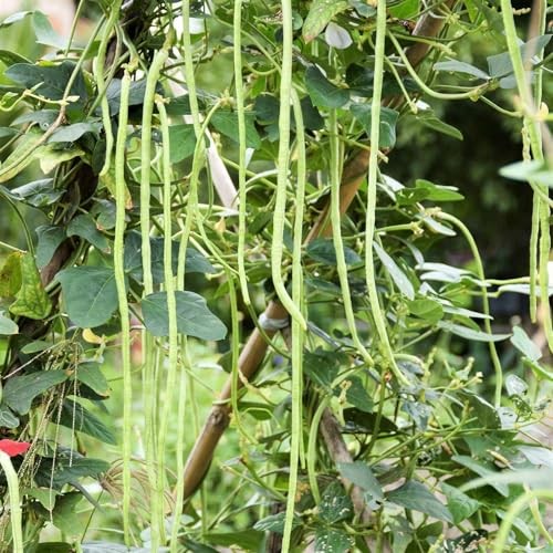 – 5 Colors Mix Yard Long Bean Seeds – – for 2026 Planting Purple 30+ Count
