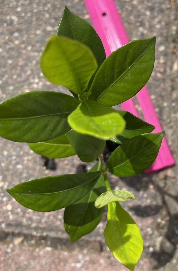 2 Rooted 2”-3” Gardenia