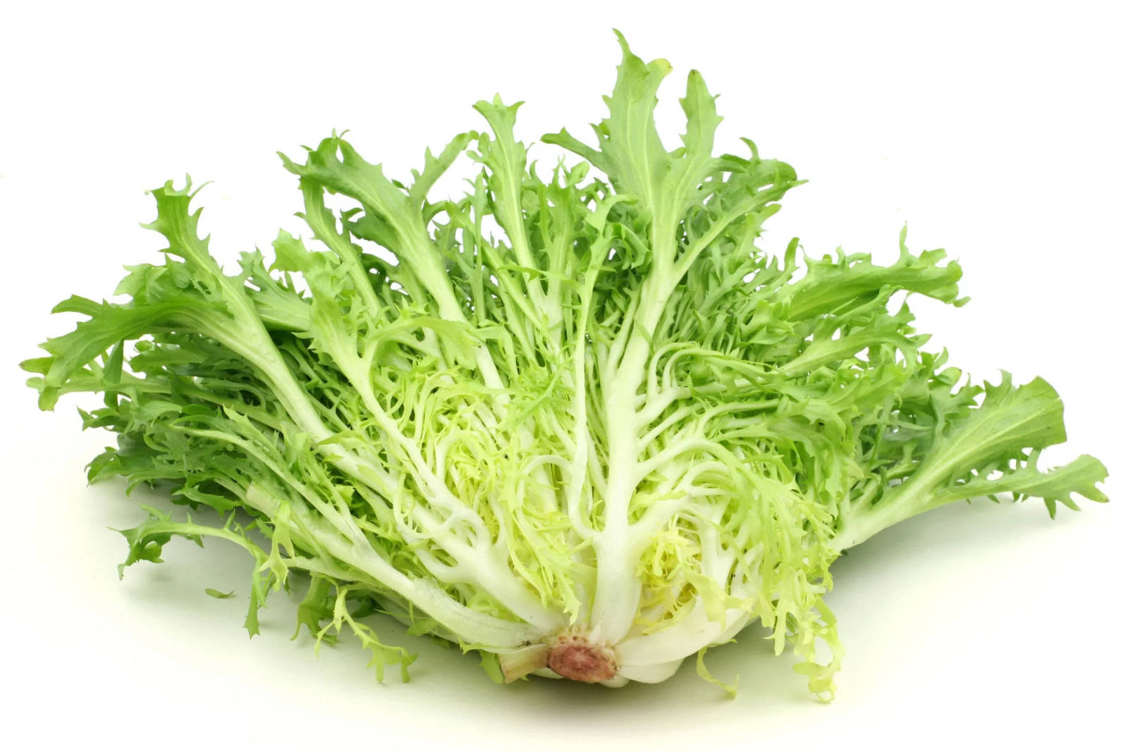 Frisee Endive Seeds | Curly Yellow Green French Chicory Seed 2025 Fast Shipping