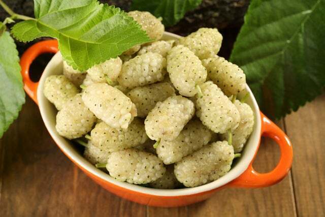 50+ White Mulberry Tree Seeds – Morus Alba – Non-GMO Seeds, Grown and Shipped fr