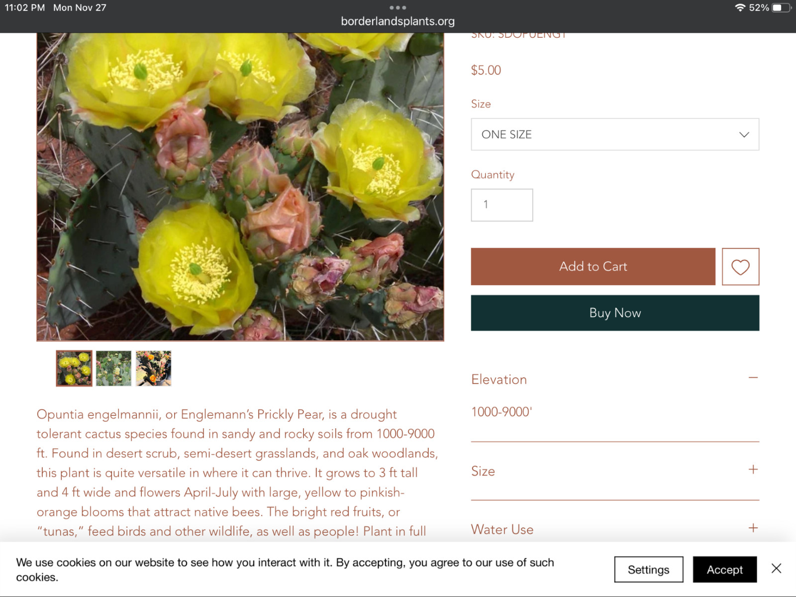 Cactus Seeds—25 SEEDS—Prickly pear—Winter Hardy