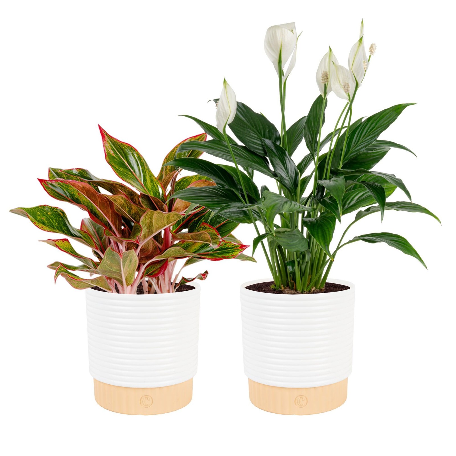 Indoor Houseplants 2 Pack Peace Lily & Chinese Evergreen in Planters