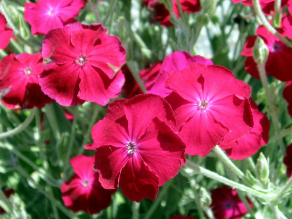 ROSE CAMPION 200 SEEDS, MAGENTA FLOWERS, FUZZY WHITE LEAVES, LYCHNIS CORONARIA.