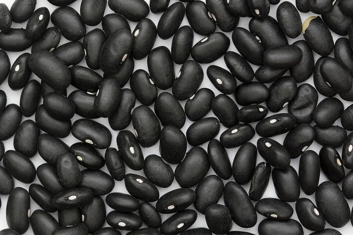 Bean Black Turtle Bean Seeds ,”COOL BEANS N SPROUTS” Brand. Home Gardening.