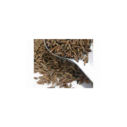 Cumin Great Garden Herb By Seed Kingdom 1 Lb Seeds