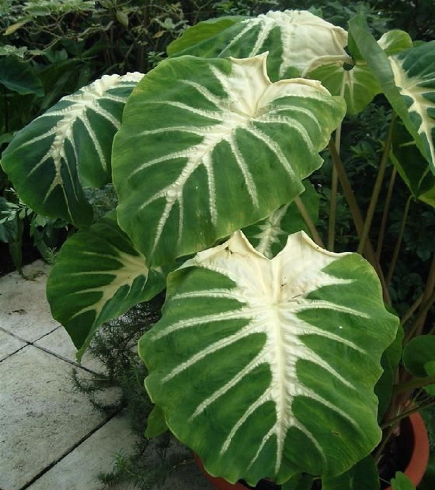 ~WHITE LAVA~ Colocasia esculenta AUTHENTIC ELEPHANT EAR Live potted Small Plant