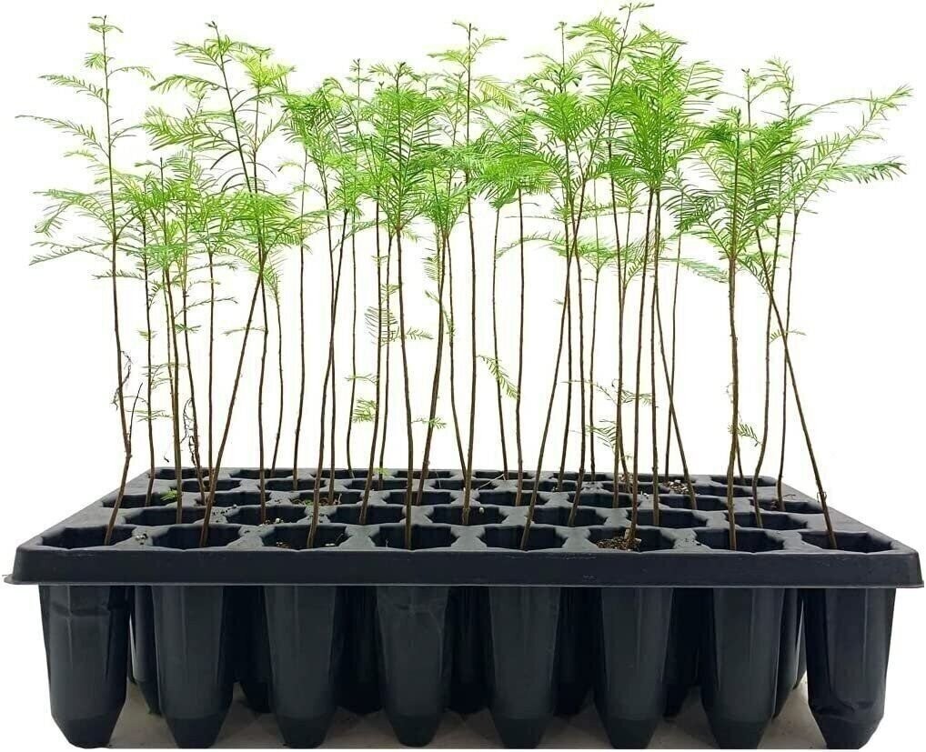 Bald Cypress | 2 Inch | Taxodium distichum | Deciduous Conifer Plant