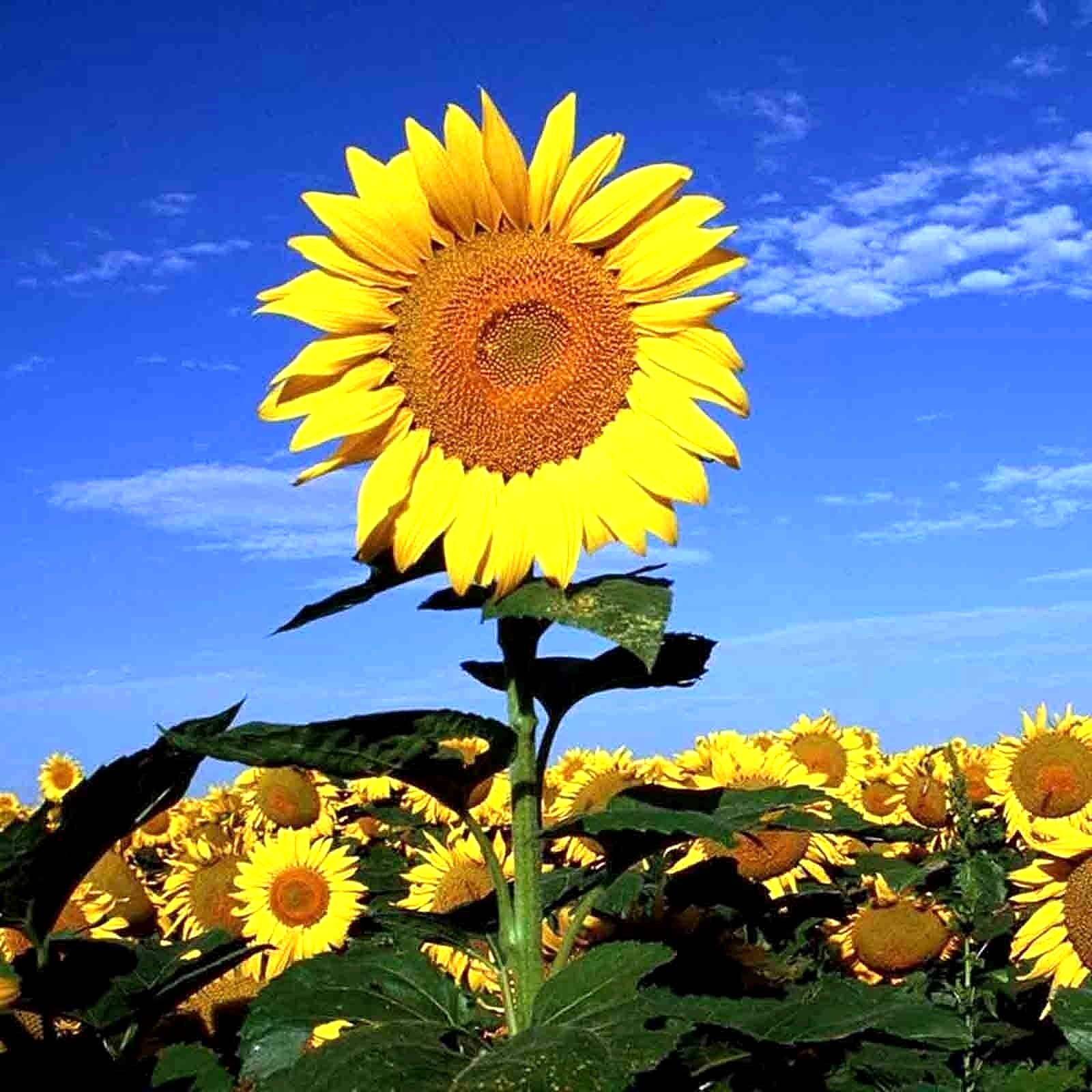 25+ STRIPED SUPER TALL SUNFLOWER GIANT RARE SEEDS MAMMOTH BUTTERFLIES BEES USA
