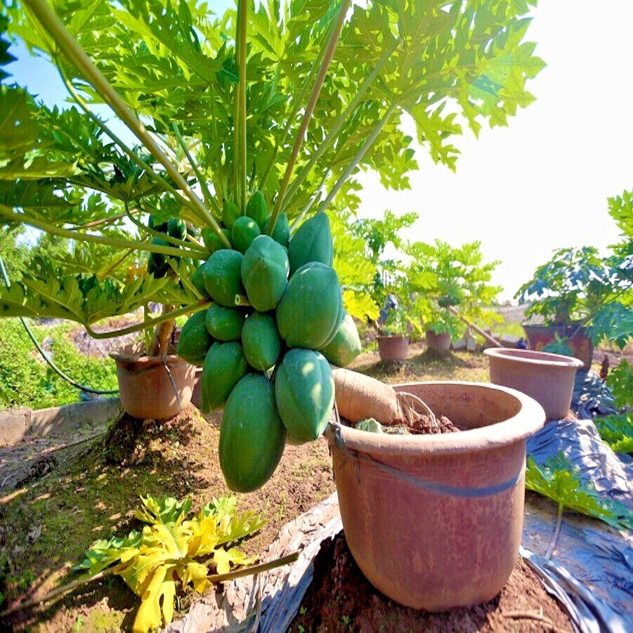 50 “DWARF SOLO WAIMANALO TREE SEEDS” (Carica Papaya) Fast Fruit Houseplant