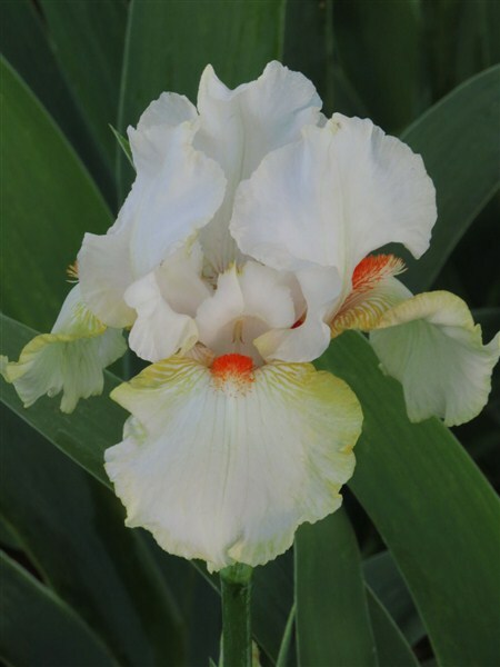 Sun Devil Bicolor Bearded Iris Rhizome, Yellow & Purple Flowering Plant, Root