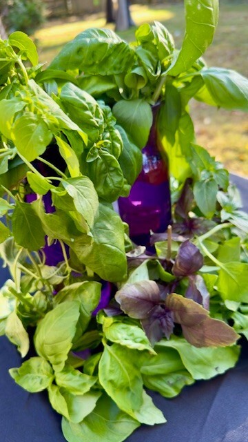 Two Pounds of Fresh Basil – Five Different Varieties