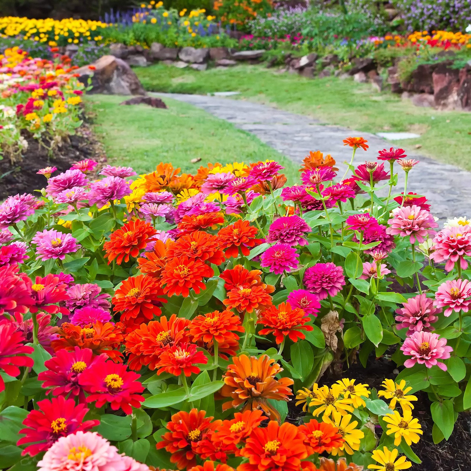 500 MIXED COLORS CALIFORNIA GIANT ZINNIA Elegans Flower Seeds *Flat S/H