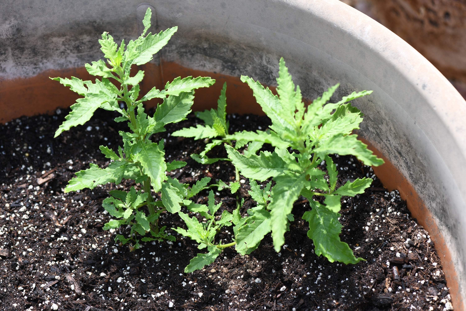 300 EPAZOTE (Mexican Tea) Chenopodium Ambrosioides Dysphania Herb Flower Seeds