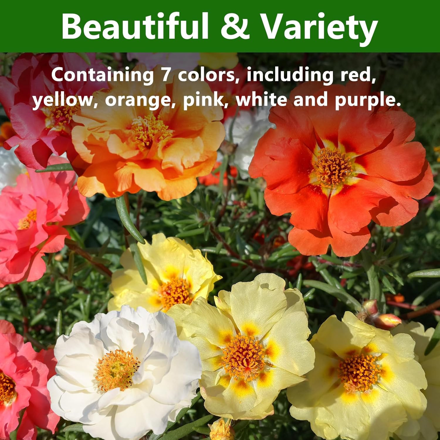 Moss Rose Seeds, 10,000+ Bulk Flower Seeds for Planting Outdoors(99% Pure Live,