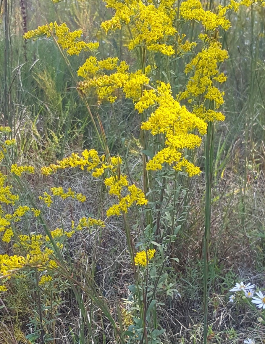 5 Tall Goldenrod (Solidago) Bare root plants~medicinal,butterfly,native,organic