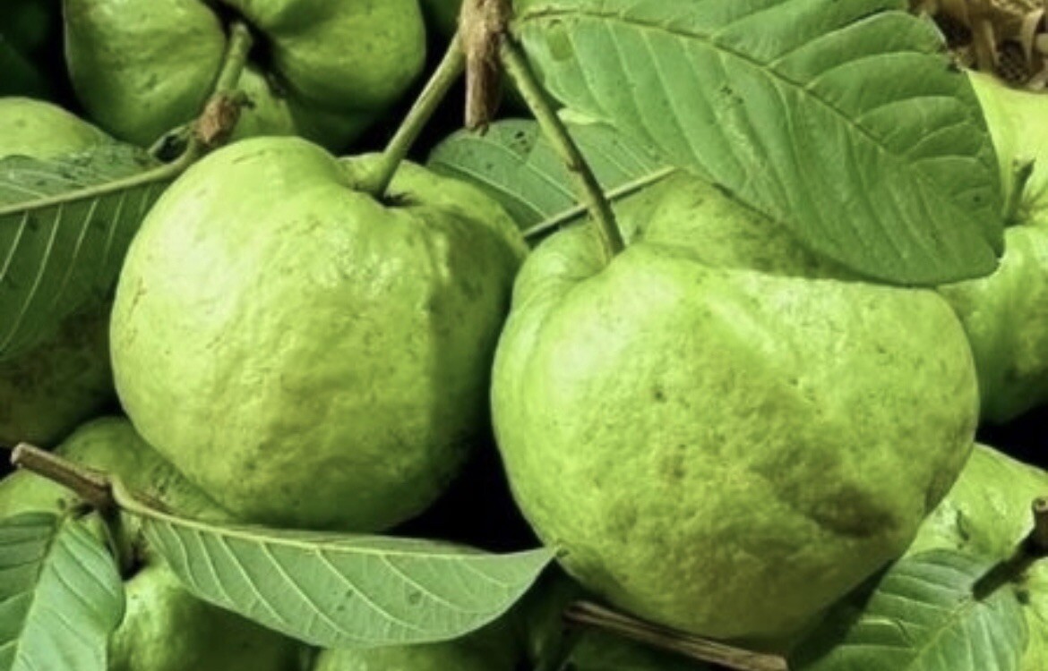 Queen Guava, Large-White-Seedless Guava, Psidium Guajava – 10 Seeds 2024 – USA