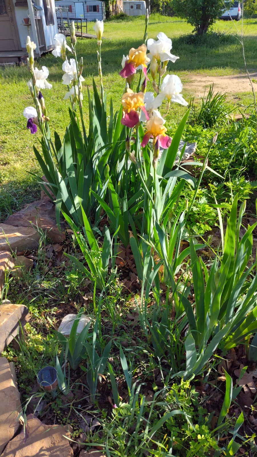 10 Mixed Iris Rhizomes – Random Colors – Easy Perennials – Free Shipping