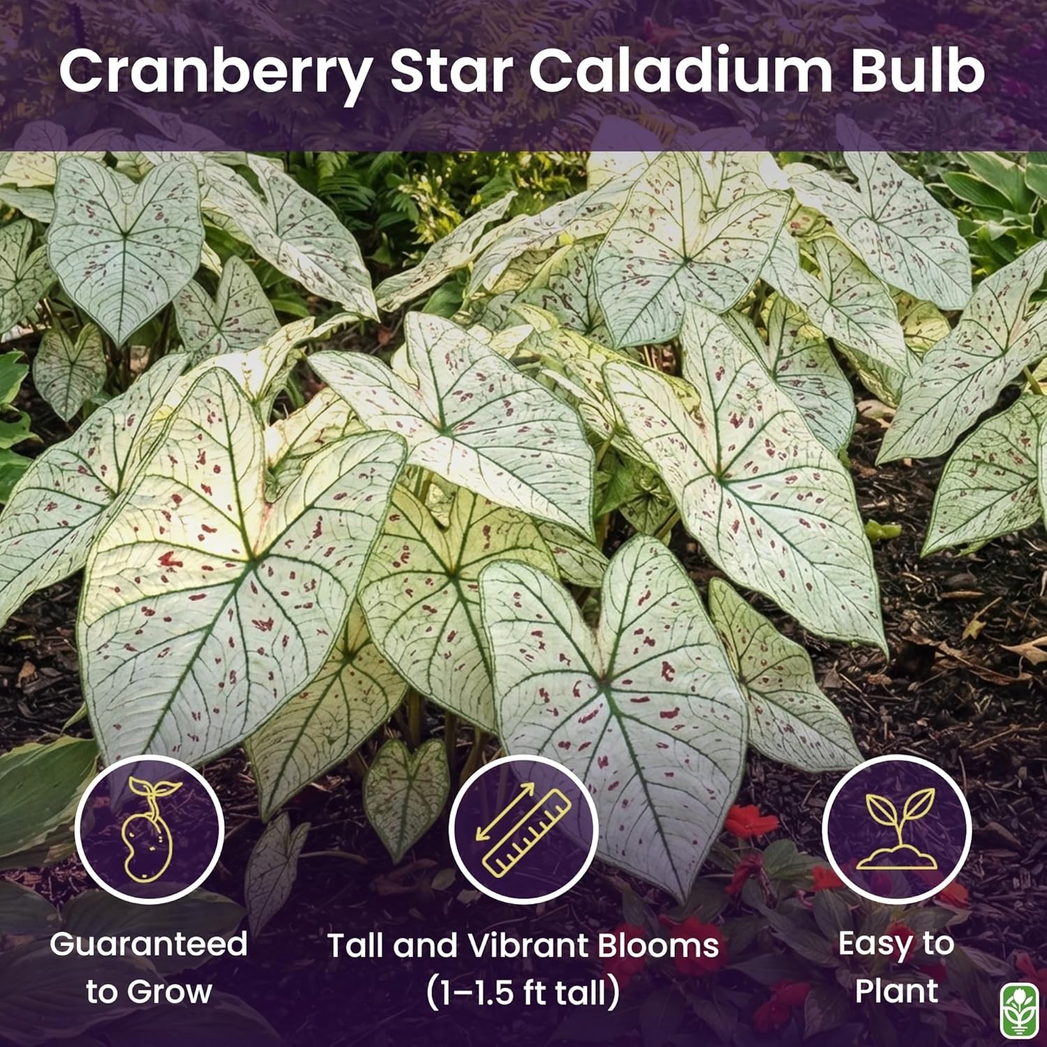 Fancy Leaf Caladium – Cranberry Star – Large Size Bulb – Hardy Zones 9-11