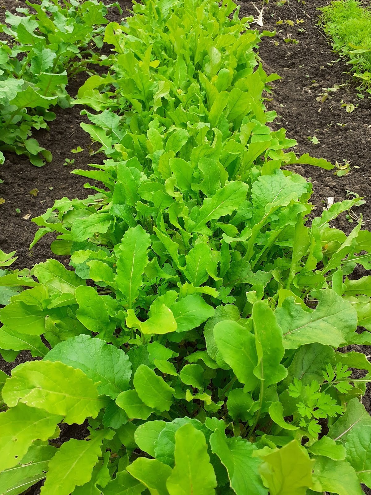 301+GERMAN GIANT RADISH Seeds Organic Heirloom Vegetable Mild Garden Container