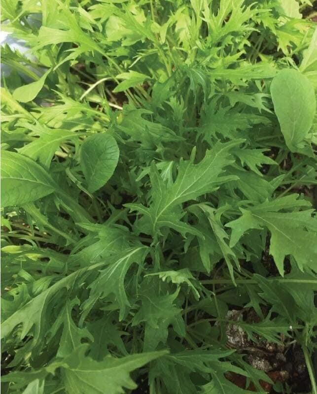 Cai Ngot Duoi Phung Xanh 1000 seeds + 500 Free, easy to Grow Cải Đuôi Phụng