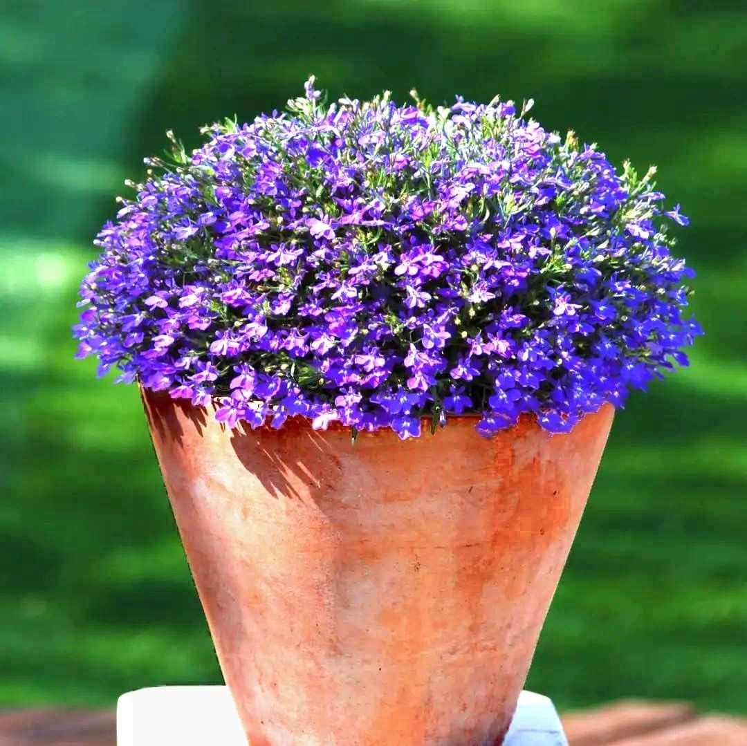 1000+ Mix Creeping Thyme Seeds for Planting, Thymus Serpyllum Heirloom, Groun…