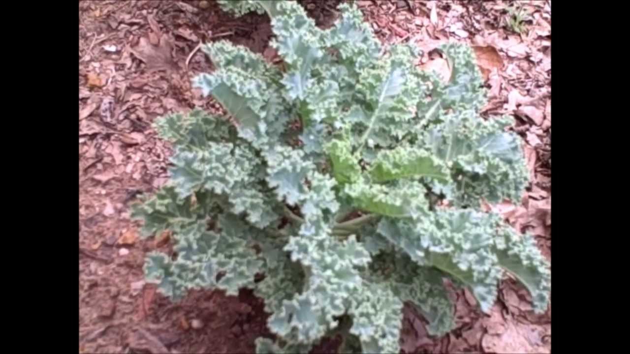 601+VATES Blue Curled Scotch KALE Seed Organic Spring Fall Garden Container Easy