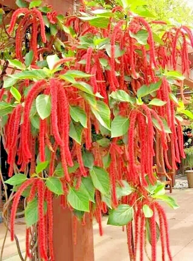 2000 AMARANTH SEEDS LOVE LIES BLEEDING AUTUMN FLOWER GARDEN HEIRLOOM NON-GMO USA