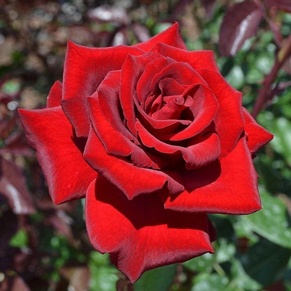 Red Mr Lincoln Hybrid Rose – Pack 30 Seeds – Rose Flower Seeds for Gardening