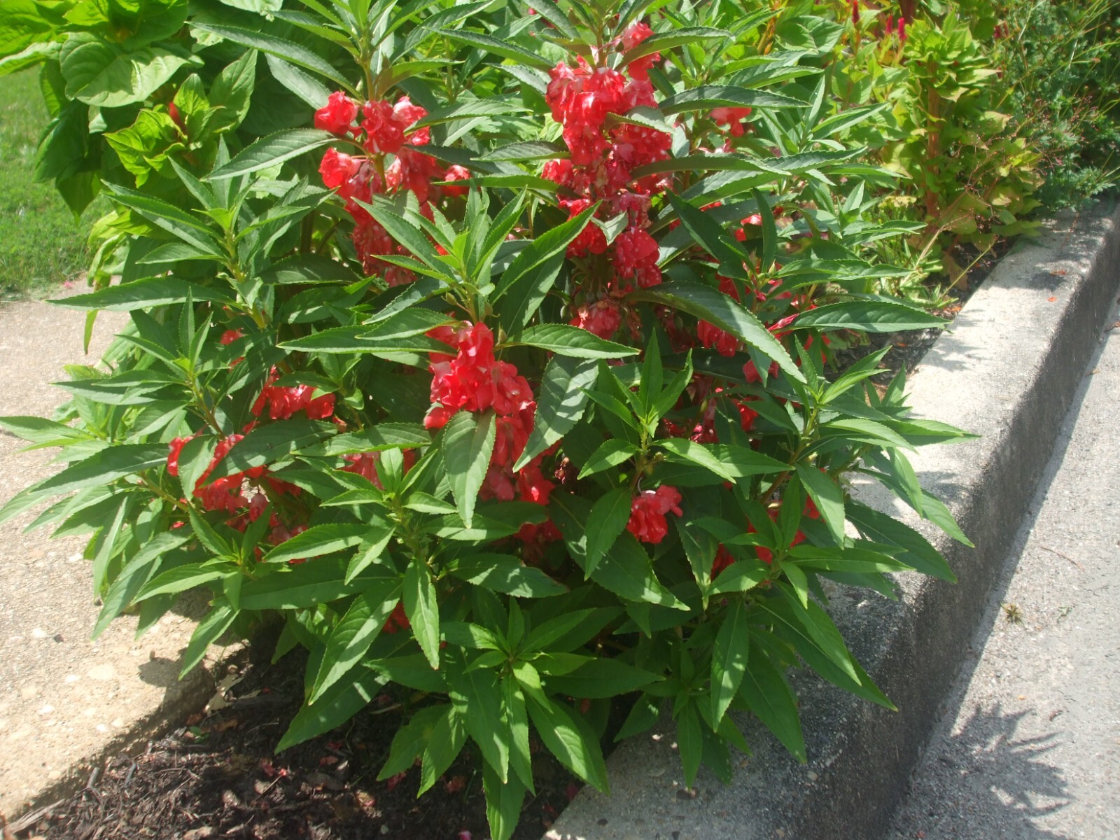 40+ seeds Balsam Impatiens, Impatiens Balsamina, Touch Me Not – organic