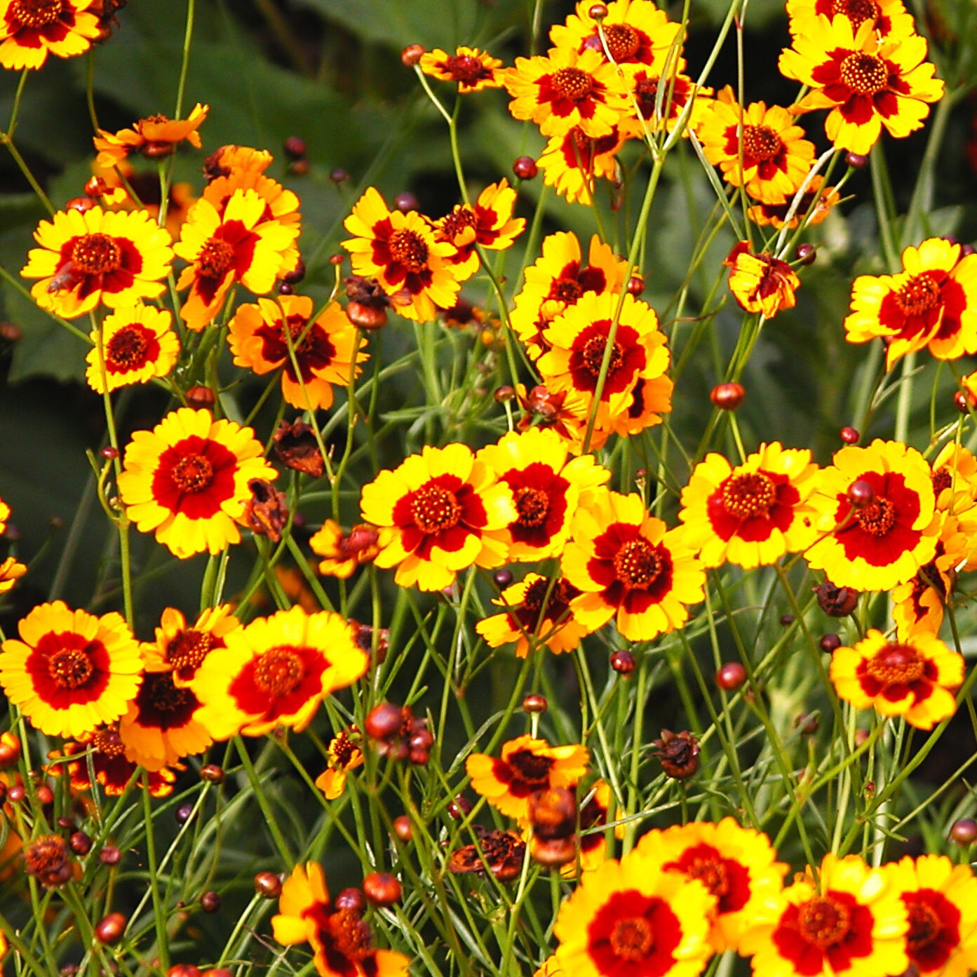 Plains Coreopsis Seeds | Mississippi Tickseed Calliopsis Wildflower Seed 2025