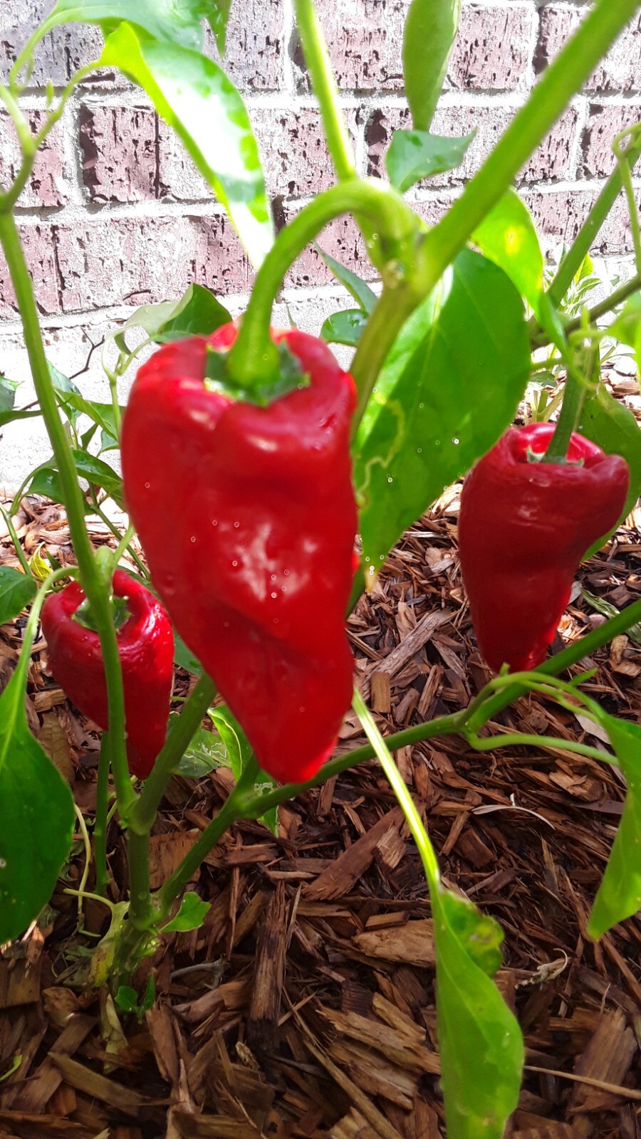 75+ Ancho Poblano Pepper Seeds Non-GMO Heirloom Fresh Seeds No Pesticides0