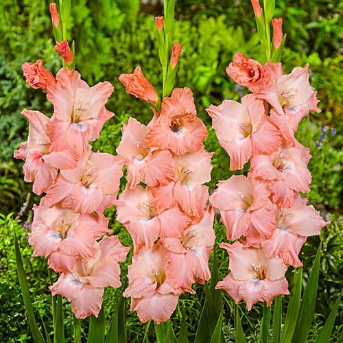 10 Gladiolus Flower Bulbs-Spectacular Rainbow Mix(Pack of 10 Lrg Bulbs)Zone 3-10