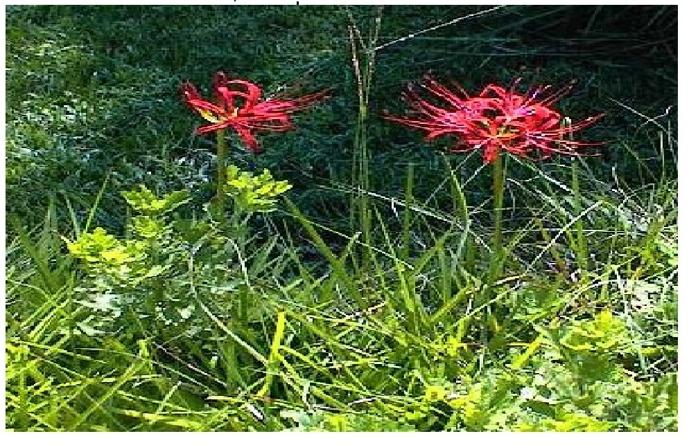 Red Spider Perennial Lily Flower 35 + Seeds USA Seller