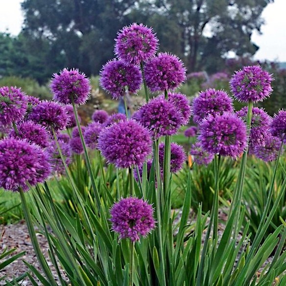 10 PURPLE SENSATION SEEDS (Allium aflatunense) LARGE 4-6″ FLOWERS Butterflies